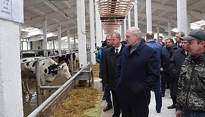 Лукашенко уволил губернатора после посещения коровника