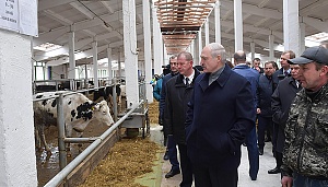 Лукашенко уволил губернатора после посещения коровника Лукашенко уволил губернатора после посещения коровника