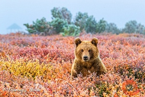 Первозданная Россия