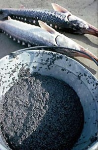 В очень мутной воде В очень мутной воде