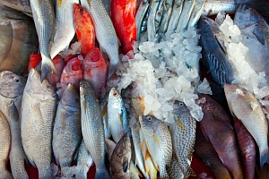 Россельхознадзор ограничил импорт рыбы и морепродуктов из Японии Россельхознадзор ограничил импорт рыбы и морепродуктов из Японии