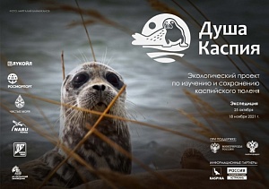 Как спасти каспийского тюленя? Как спасти каспийского тюленя?