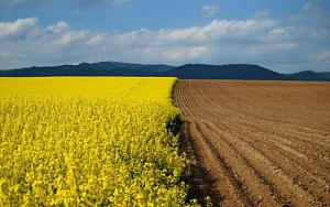 Землю у украинцев украли ночью…