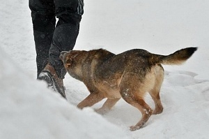 Чиновника обвинили в смертельных нападениях собак в Сибири