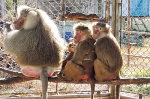 The Telegraph: ВОЗ созывает экстренную встречу из-за вспышки оспы обезьян