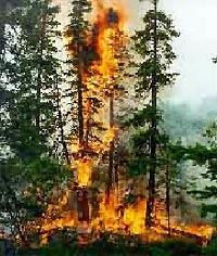 Лесные пожары отравляют Хабаровск