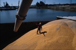 Чем нам грозит рост экспорта зерна?