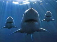 В Приморье появилась акула-людоед